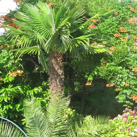 Valentina Apartament Opatija