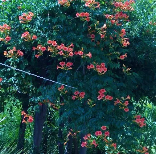 瓦伦蒂娜公寓 * 奥帕提亚