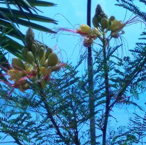 瓦伦蒂娜公寓 公寓 *