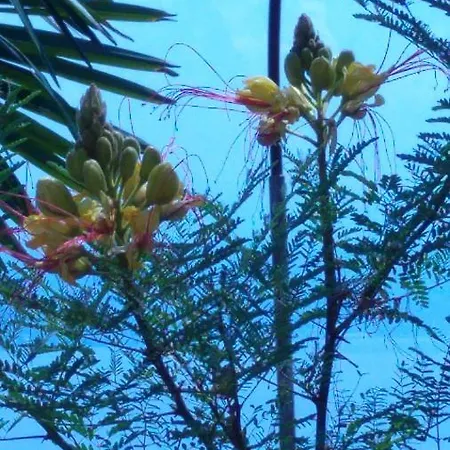 Valentina דירה *